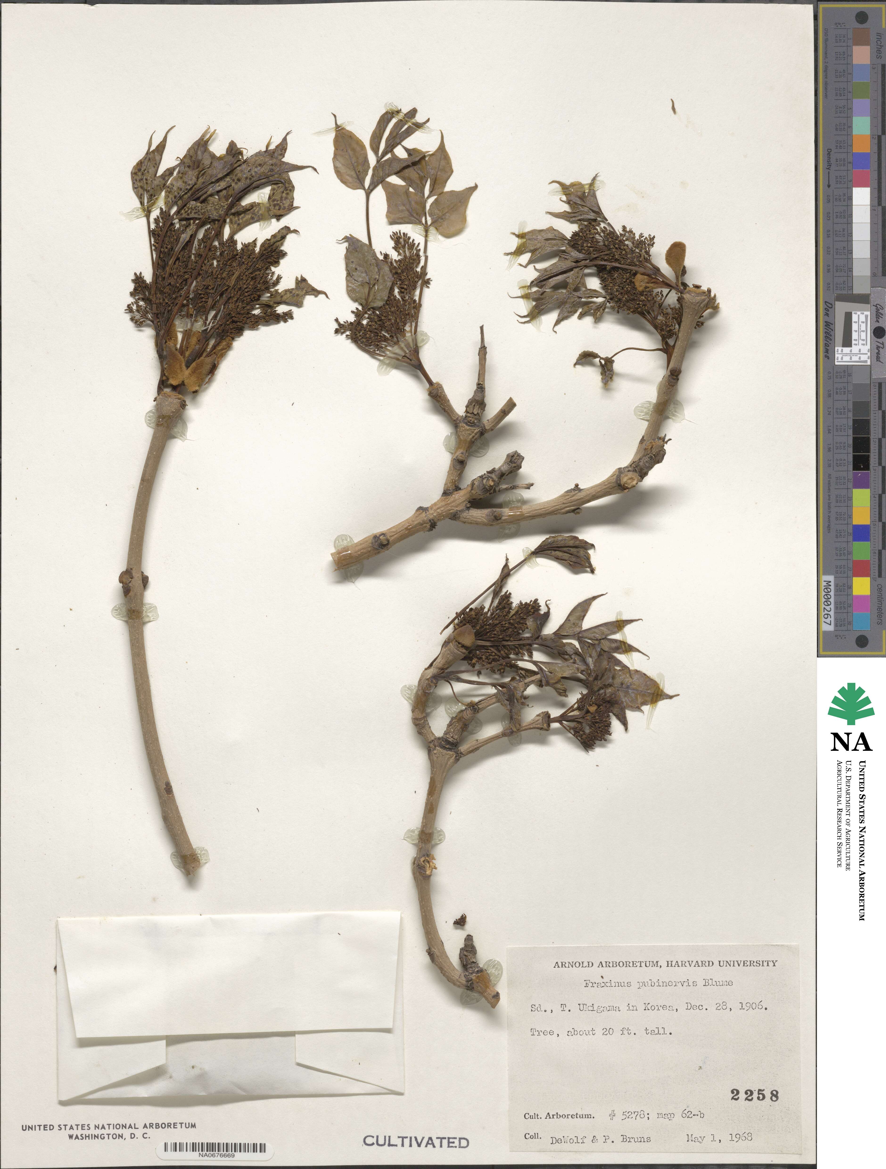 Fraxinus longicuspis image