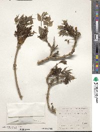 Fraxinus longicuspis image