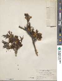 Fraxinus longicuspis image