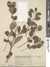 Fraxinus longicuspis image