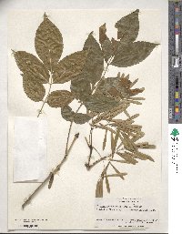 Fraxinus chinensis image