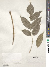 Fraxinus chinensis image