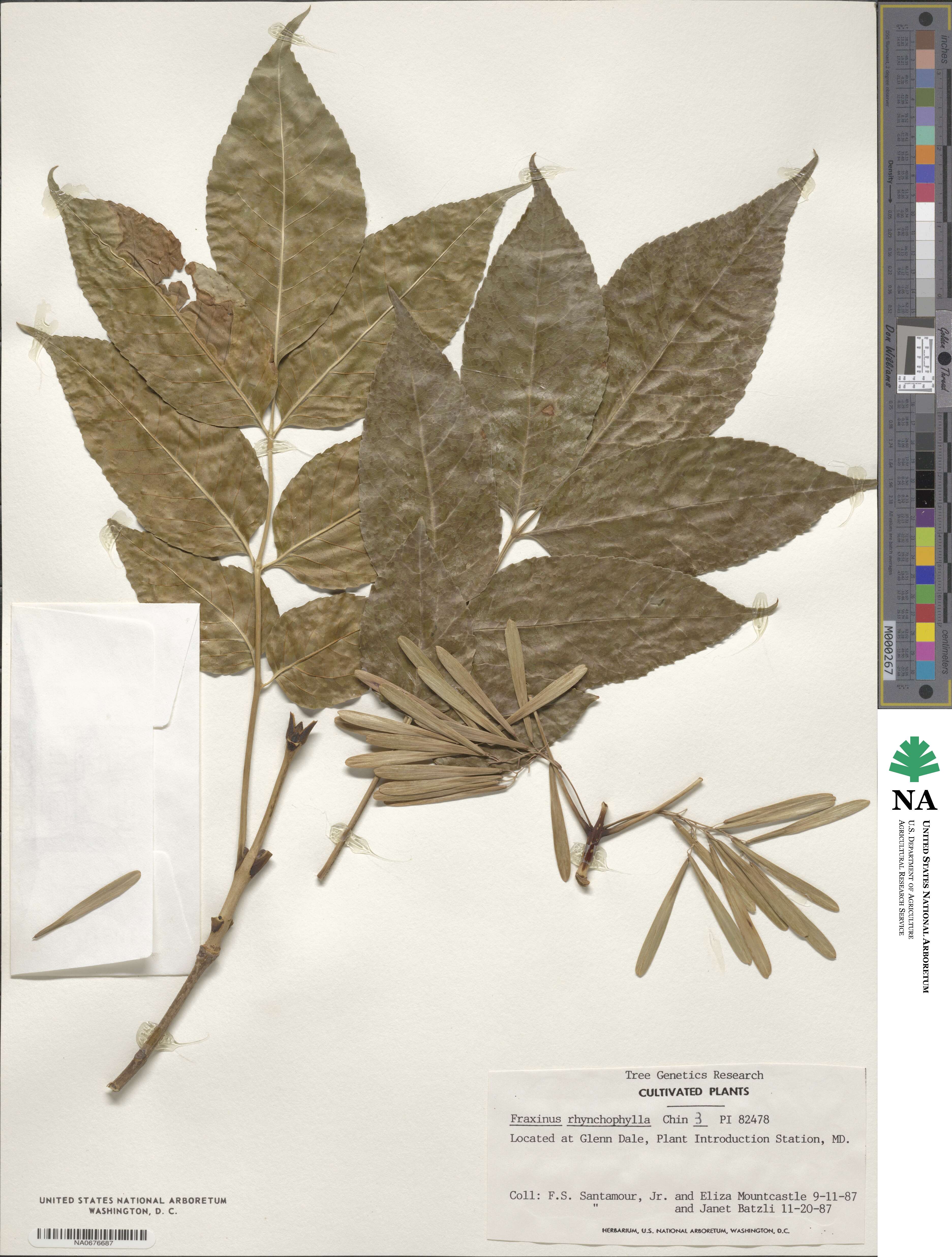 Fraxinus chinensis subsp. rhynchophylla image