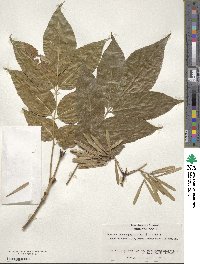 Fraxinus chinensis subsp. rhynchophylla image