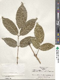 Fraxinus chinensis subsp. rhynchophylla image