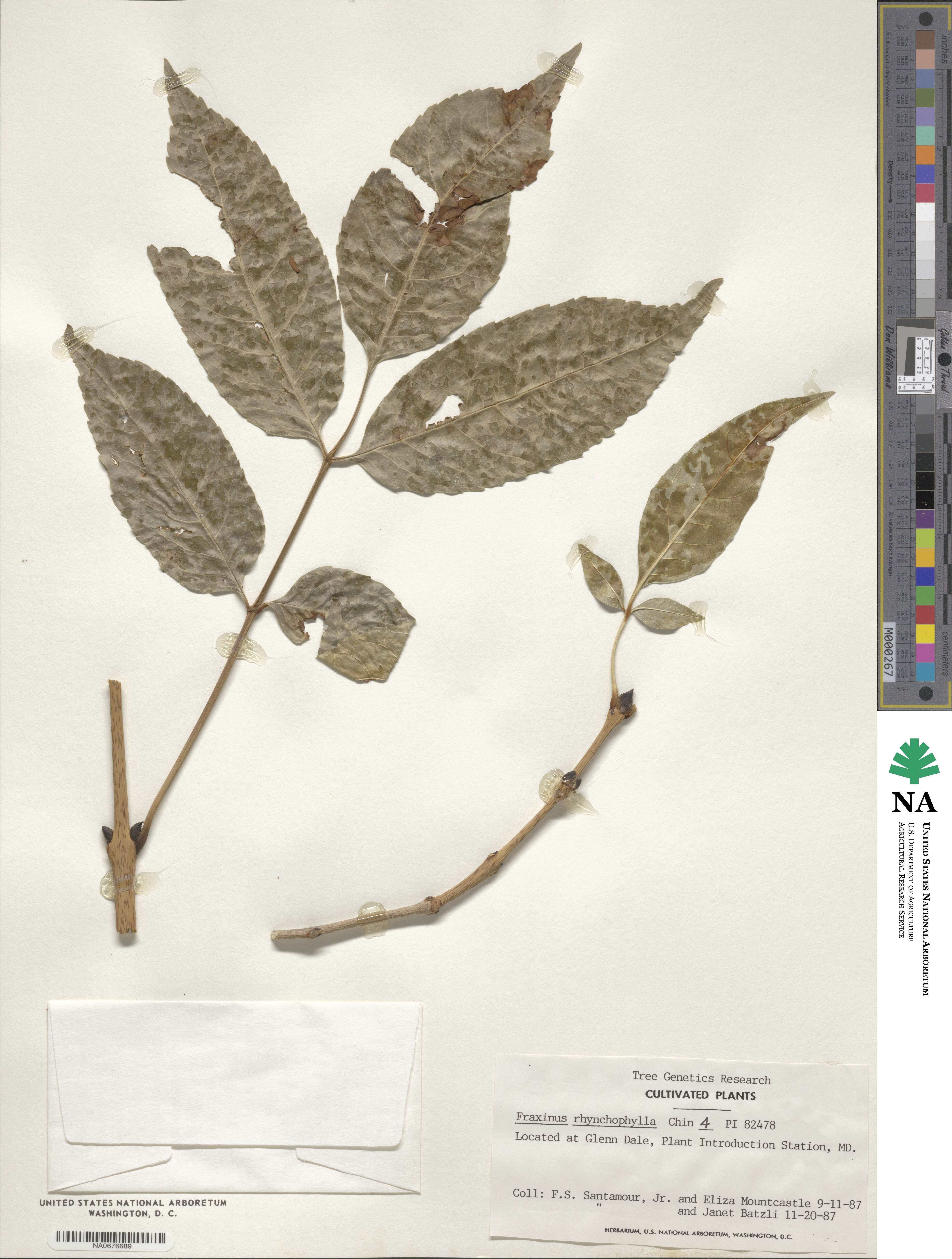 Fraxinus chinensis subsp. rhynchophylla image