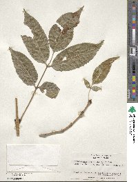 Fraxinus chinensis image