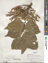 Fraxinus chinensis image