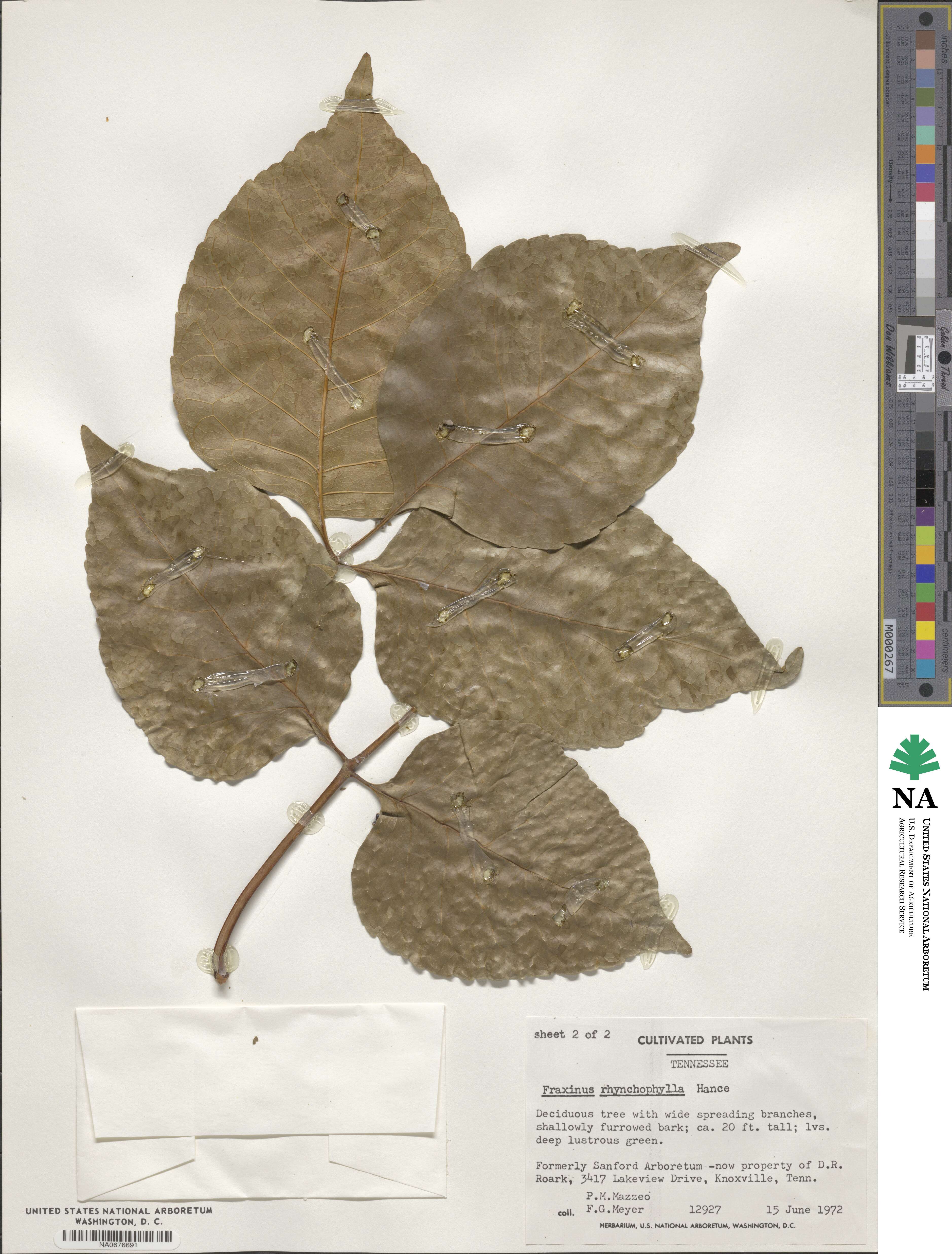 Fraxinus chinensis image