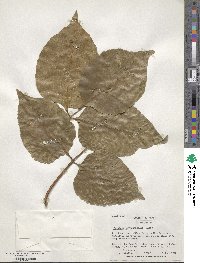 Fraxinus chinensis subsp. rhynchophylla image