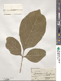 Fraxinus chinensis image