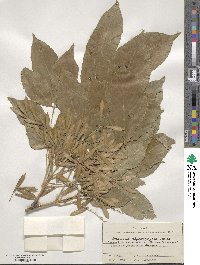 Fraxinus chinensis subsp. rhynchophylla image