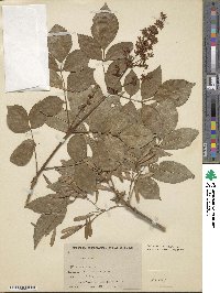 Fraxinus chinensis subsp. rhynchophylla image