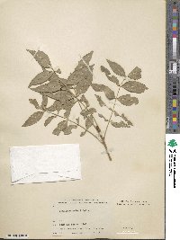 Fraxinus rotundifolia image