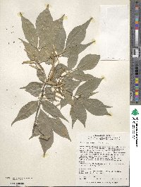 Fraxinus sieboldiana image