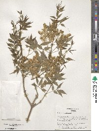 Fraxinus sieboldiana image