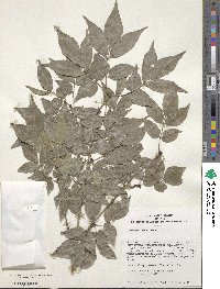 Fraxinus sieboldiana image