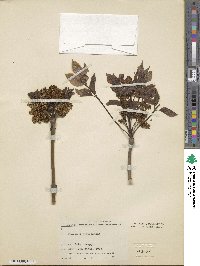 Fraxinus sieboldiana image