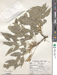 Fraxinus sogdiana image