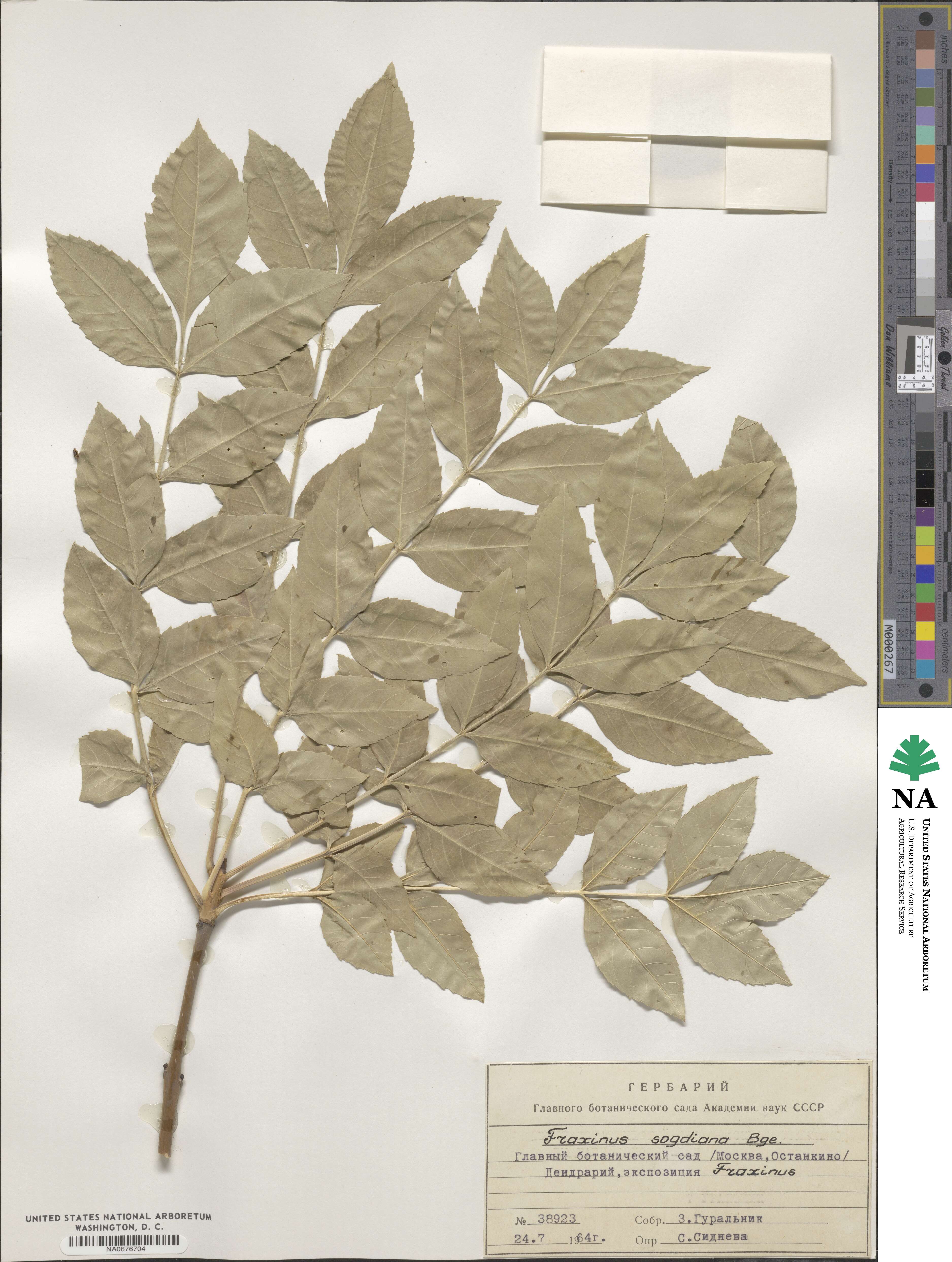 Fraxinus sogdiana image