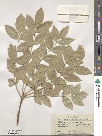 Fraxinus sogdiana image