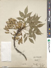 Fraxinus sogdiana image