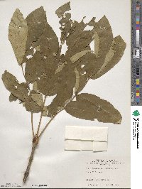 Fraxinus platypoda image