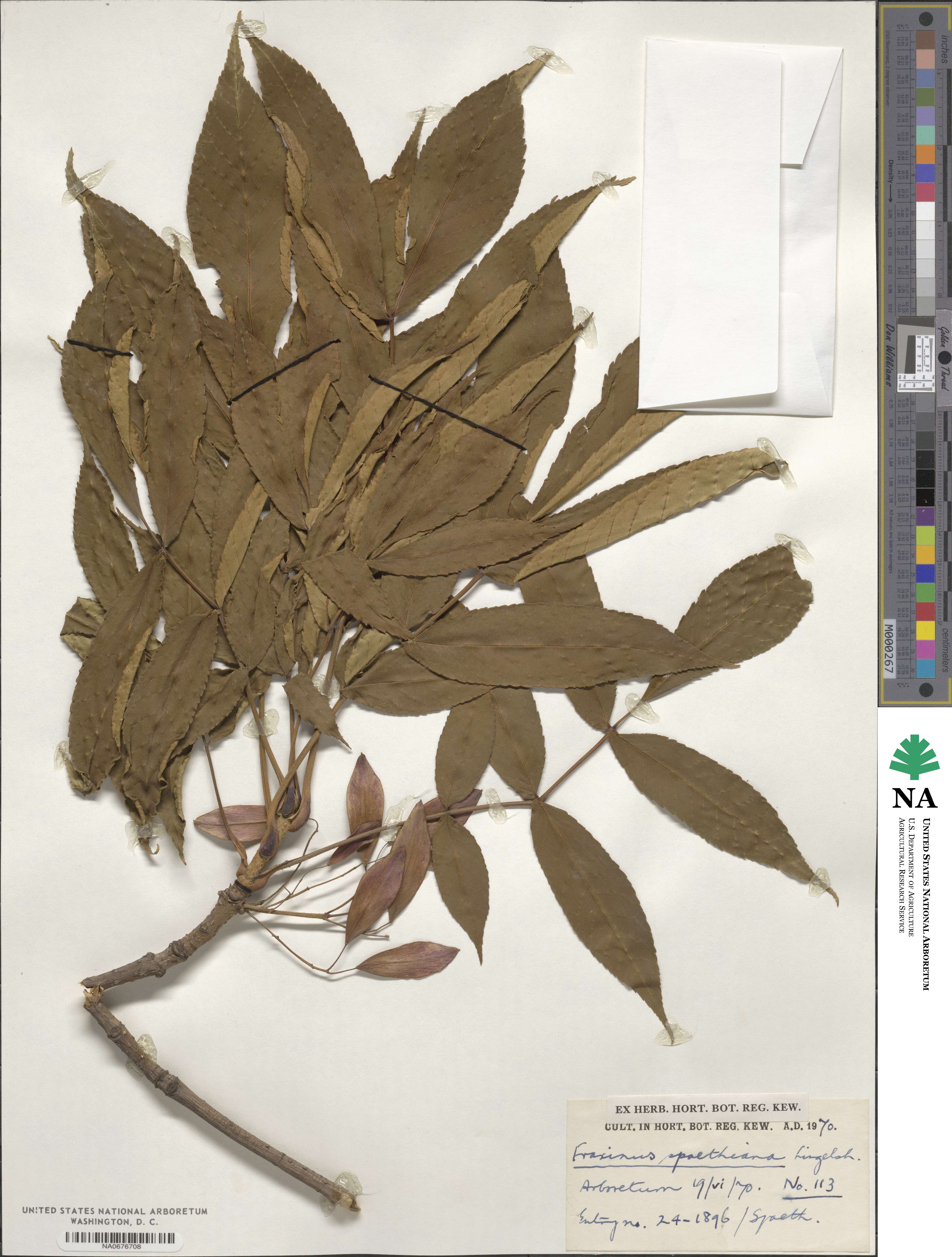 Fraxinus platypoda image