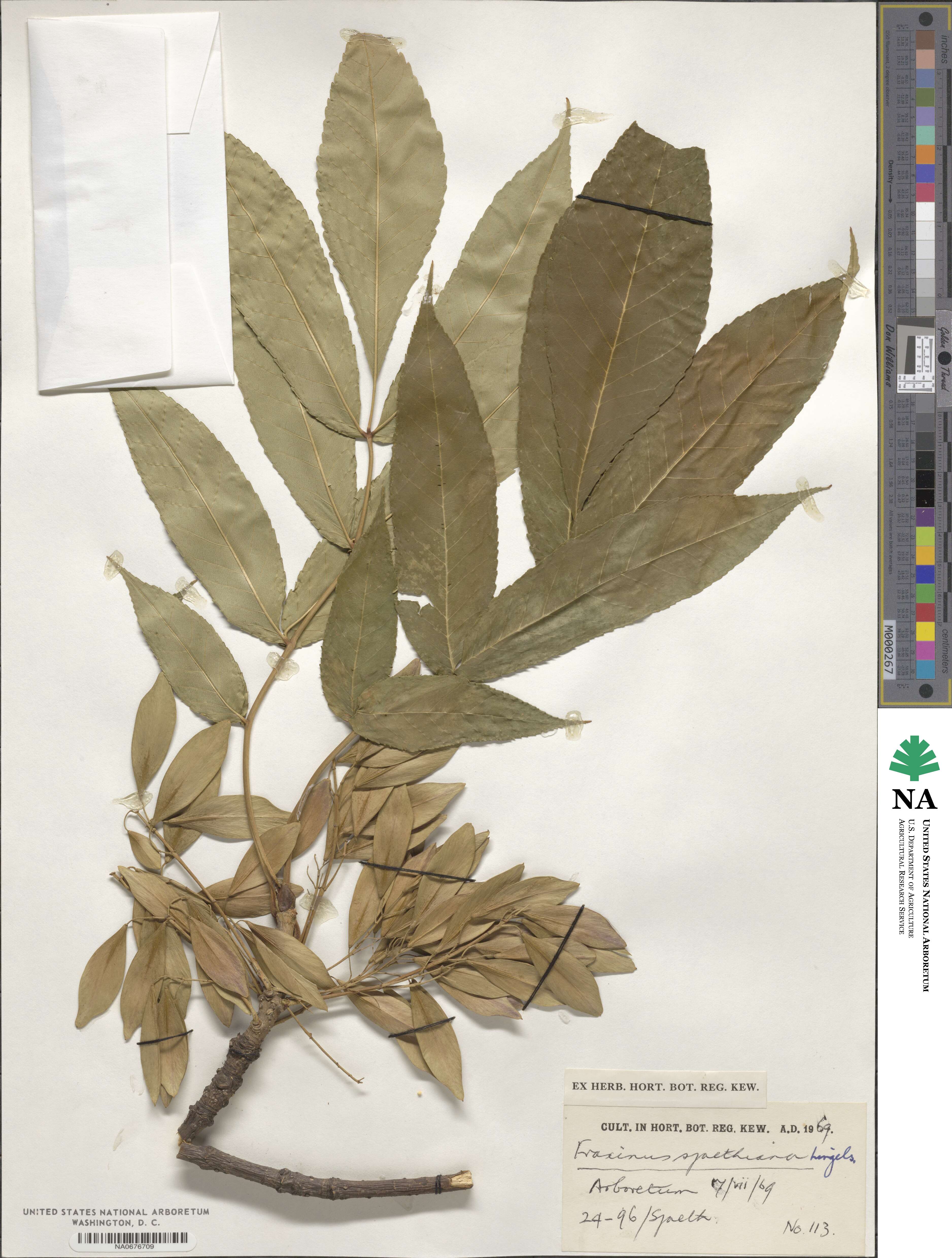Fraxinus platypoda image