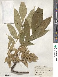 Fraxinus platypoda image