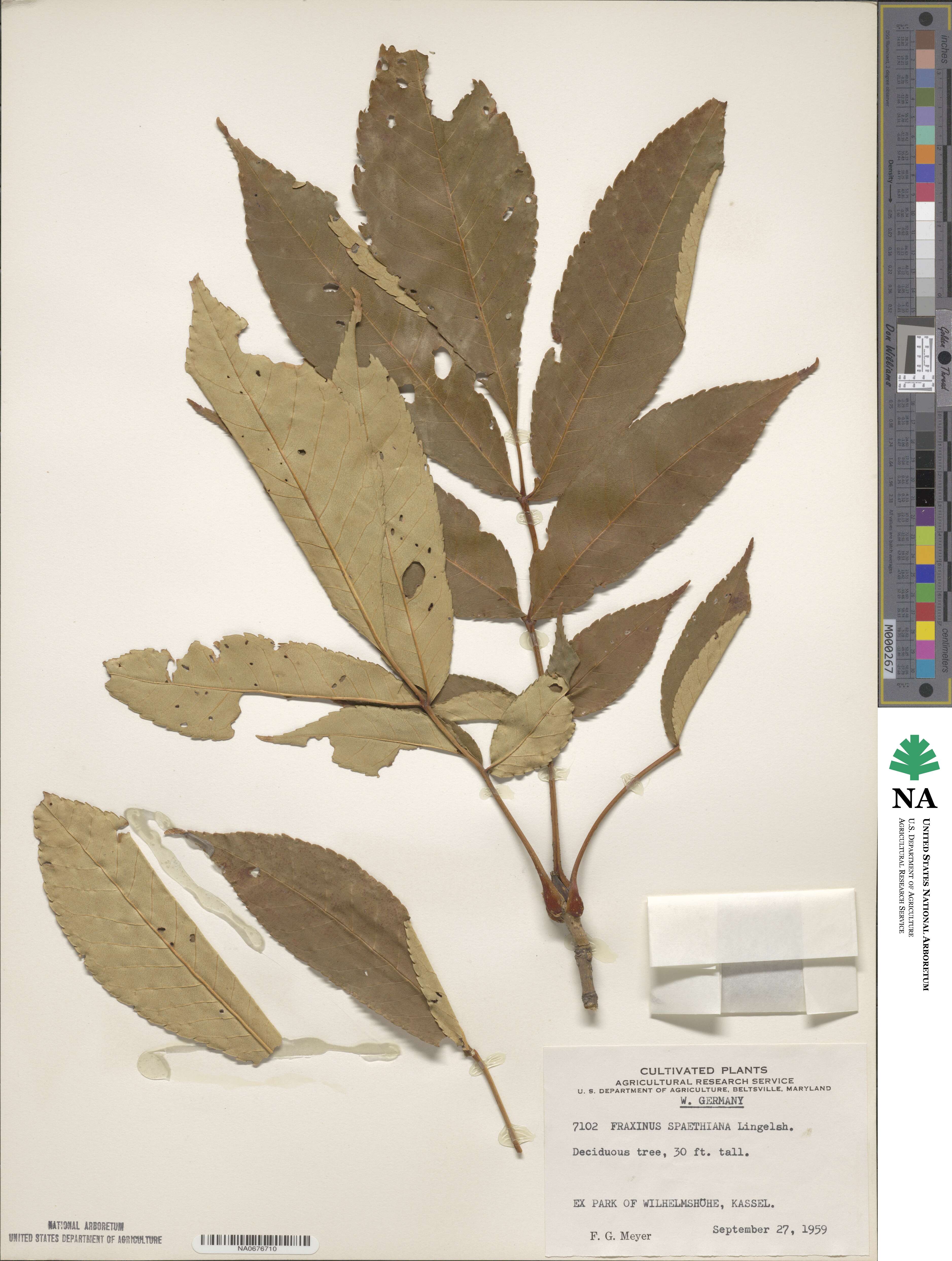 Fraxinus platypoda image