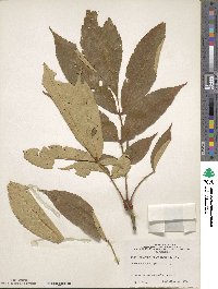 Fraxinus platypoda image