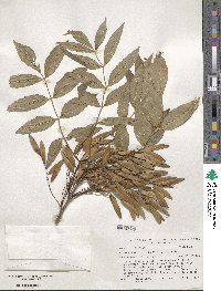 Fraxinus angustifolia subsp. syriaca image