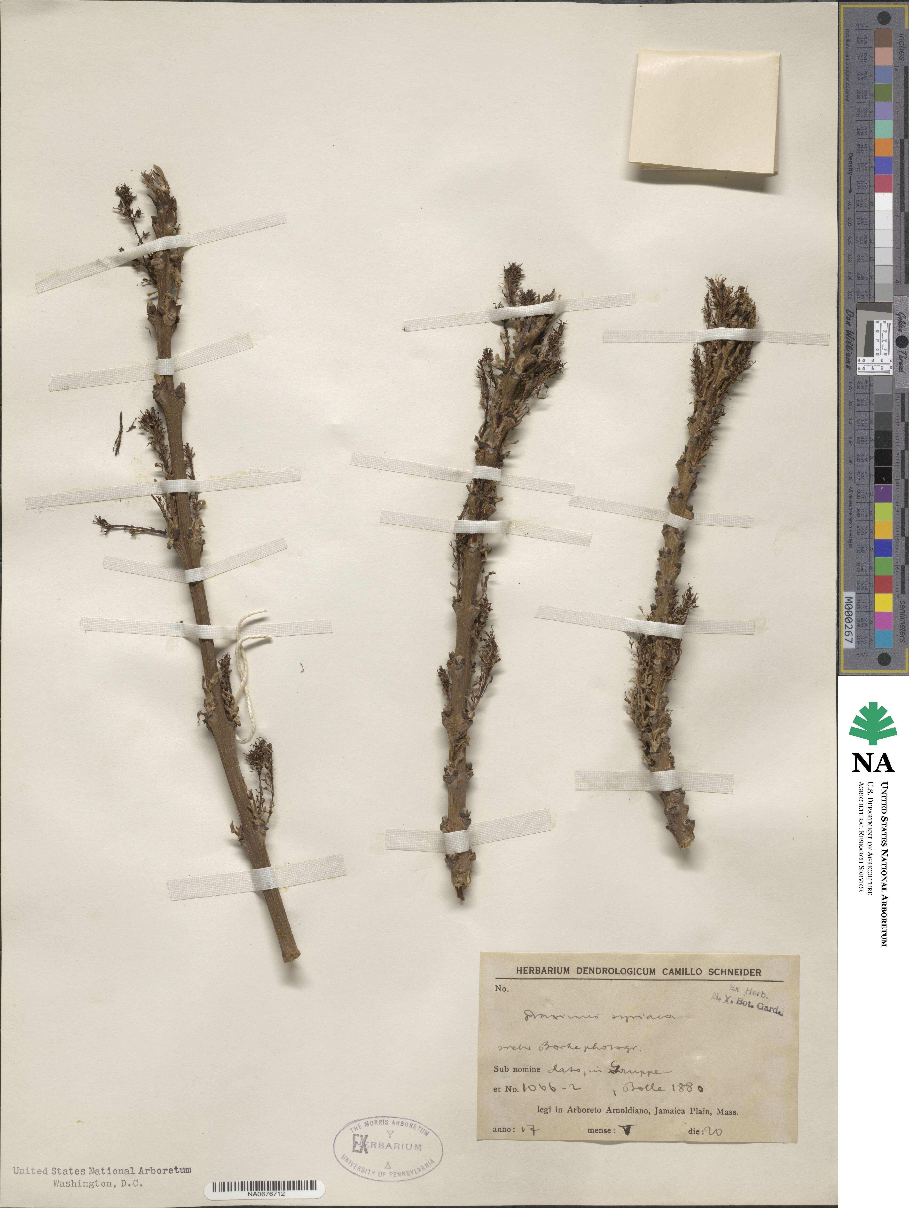 Fraxinus angustifolia subsp. syriaca image