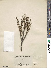 Fraxinus angustifolia subsp. syriaca image