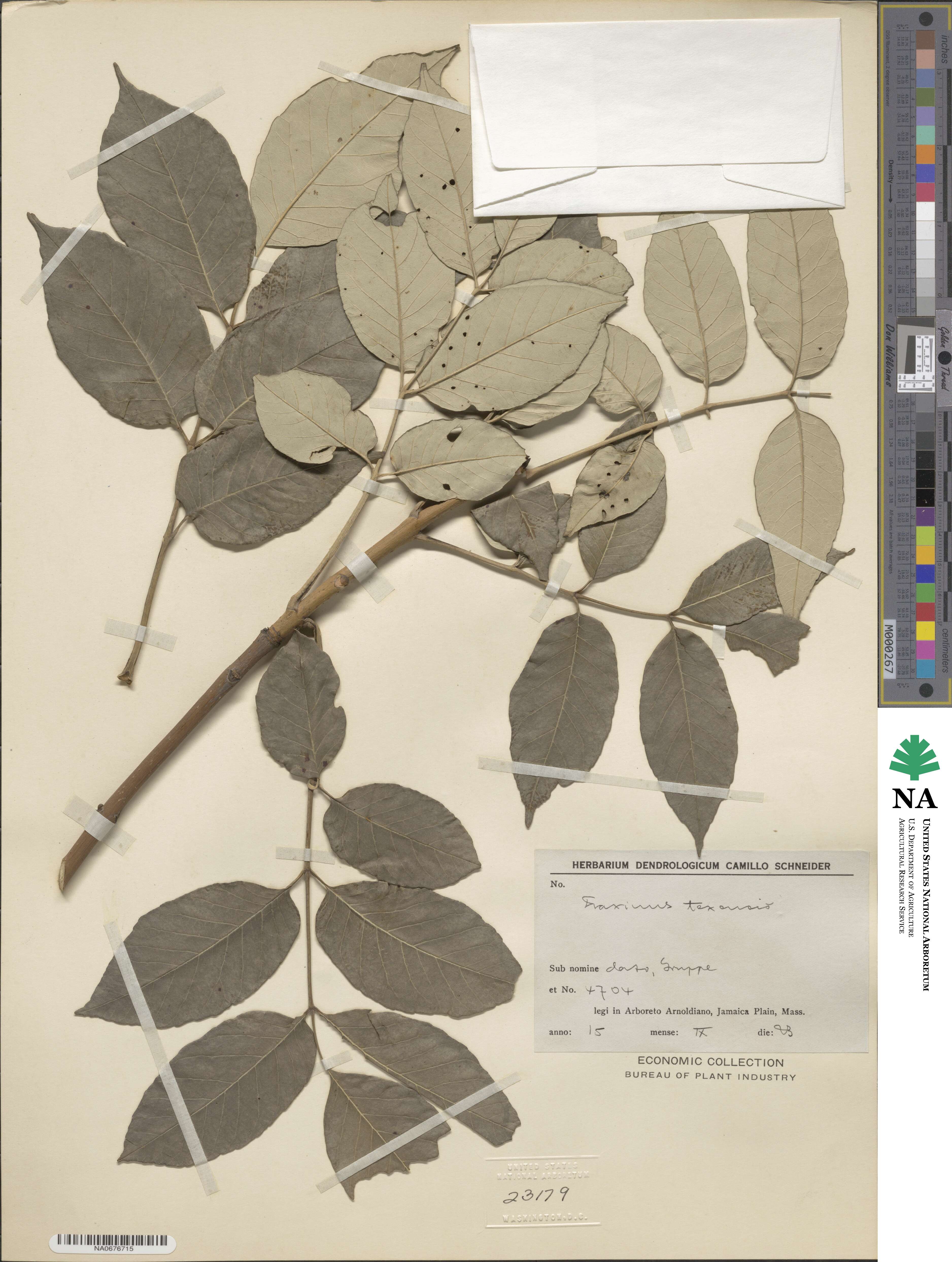 Fraxinus albicans image