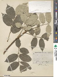 Fraxinus albicans image