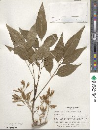 Fraxinus uhdei image