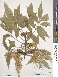 Fraxinus uhdei image