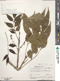 Fraxinus uhdei image