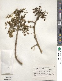 Fraxinus uhdei image