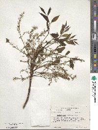 Fraxinus uhdei image