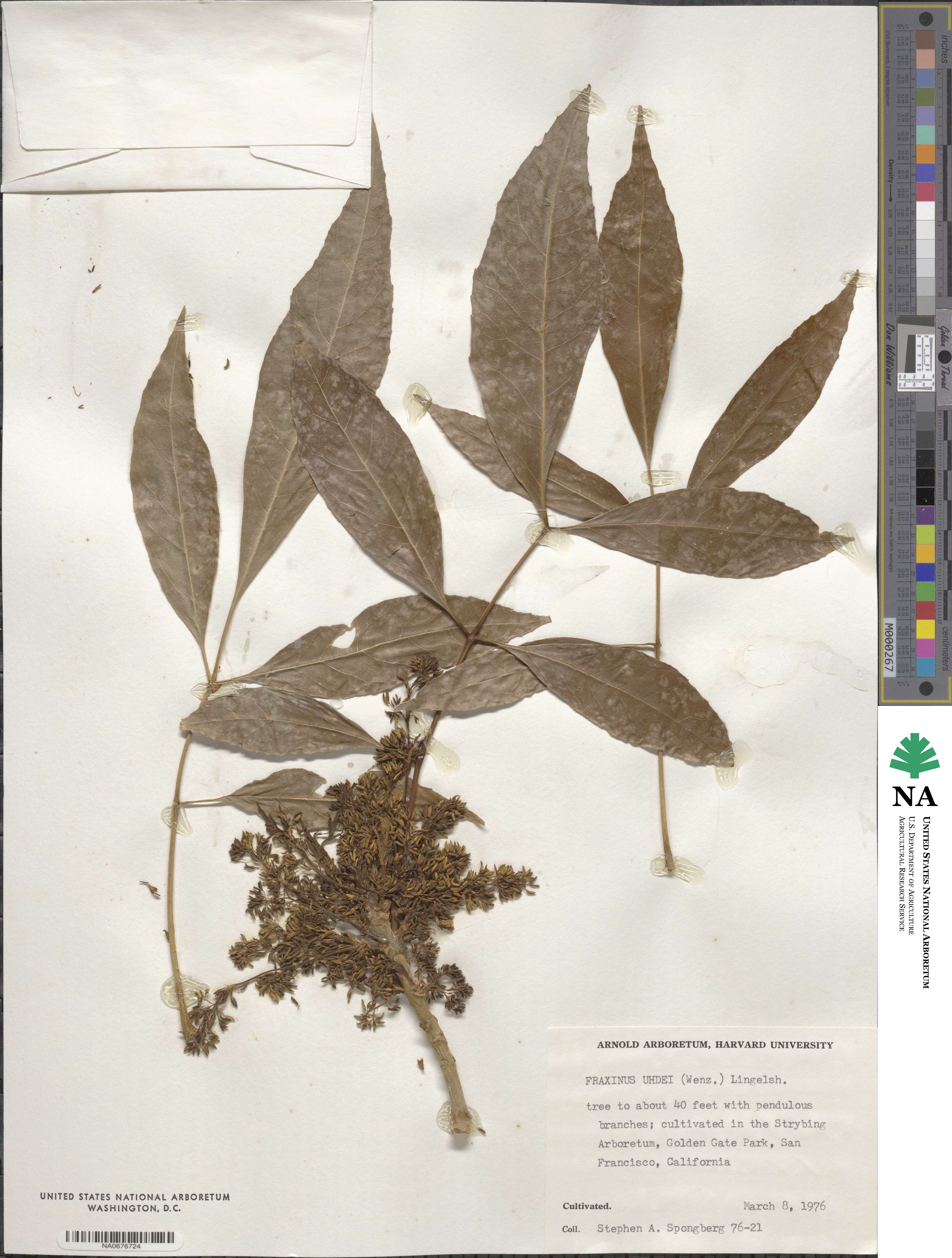 Fraxinus uhdei image