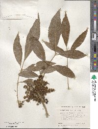 Fraxinus uhdei image