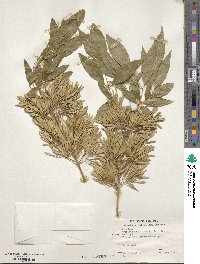 Fraxinus uhdei image