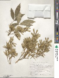 Fraxinus uhdei image