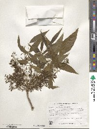 Fraxinus uhdei image