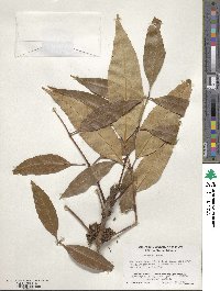 Fraxinus uhdei image