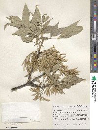 Fraxinus velutina image