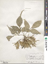 Fraxinus velutina image